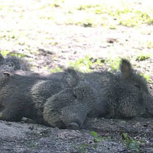 Zoo Miami - Chacoan Peccary