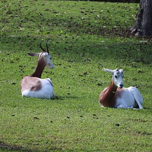 Africa - Addra Gazelle