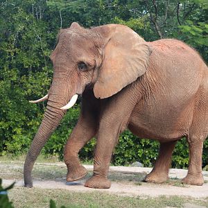 Africa - African Elephant