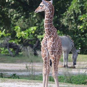 Africa - Giraffe