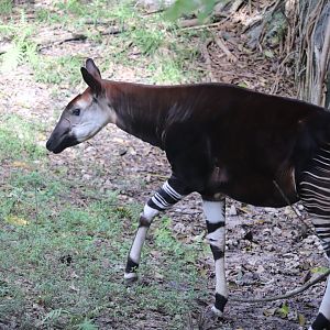 Africa - Okapi