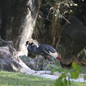 Africa - Black-Crowned Crane
