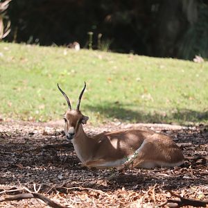 Africa - Slender-Horned Gazelle