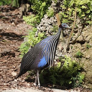 Africa - Vulturine Guineafowl