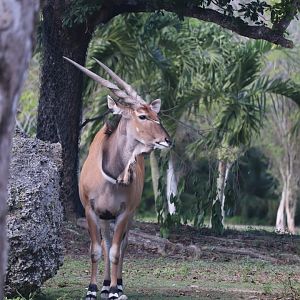 Africa - Giant Eland