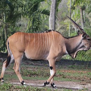 Africa - Giant Eland