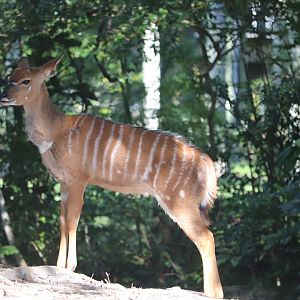 Africa - Lowland Nyala