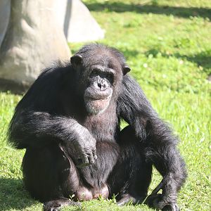 Africa - Chimpanzee