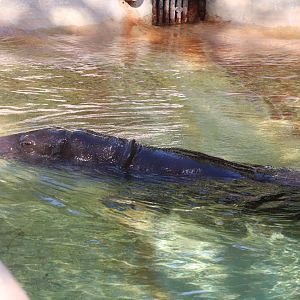 Africa - Pygmy Hippopotamus
