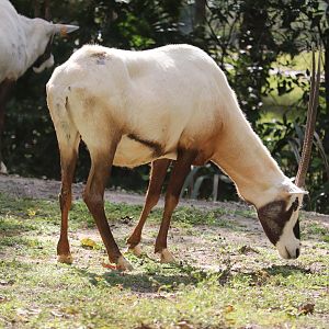 Africa - Arabian Oryx