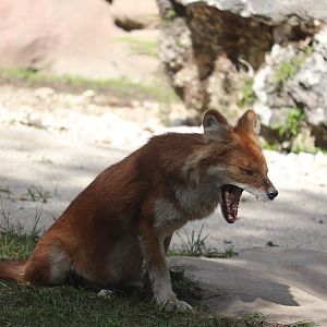Asia - Dhole