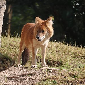 Asia - Dhole