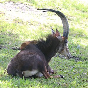 Africa - Sable Antelope