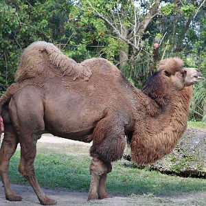 Asia - Bactrian Camel