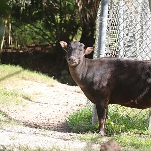 Asia - Lowland Anoa