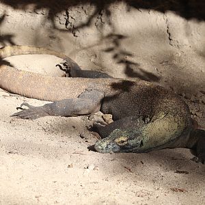 Asia - Komodo Dragon