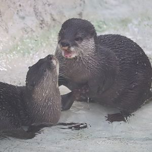 Asia - Asian Small-Clawed Otter