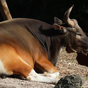 Asia - Banteng