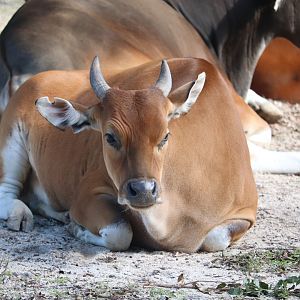 Asia - Banteng