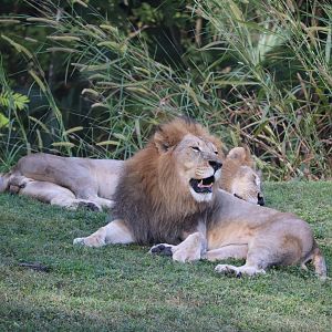Africa - African Lion