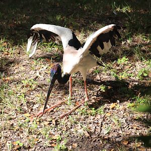 Asia - Black-Necked Stork