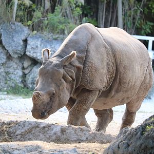 Asia - Greater One-Horned Rhino