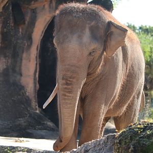 Asia - Asian Elephant