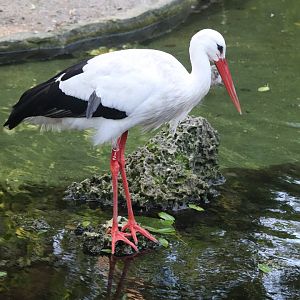 Wings of Asia - White Stork