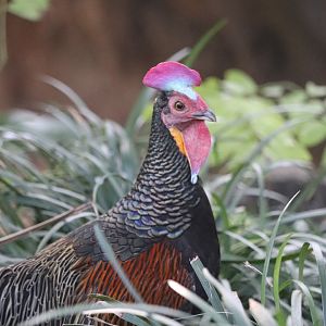 Wings of Asia - Green Junglefowl