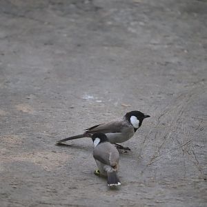 Wings of Asia - White-Eared Bulbul