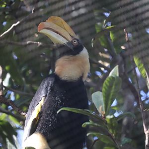 Wings of Asia - Great Hornbill