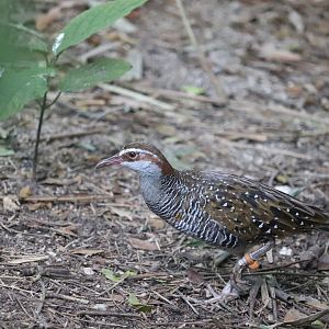 Wings of Asia - Buff-Banded Rail