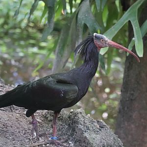 Wings of Asia - Northern Bald Ibis