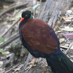 Wings of Asia - Green-Naped Pheasant-Pigeon