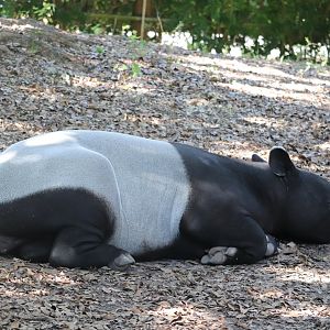 Asia - Malayan Tapir