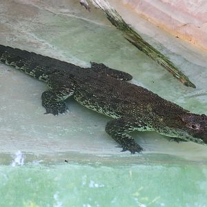 Asia - Cuban Crocodile