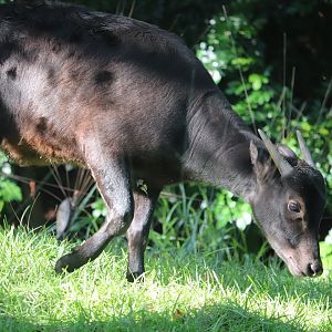 Asia - Lowland Anoa