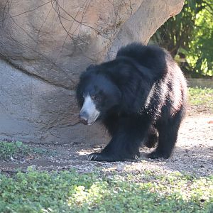 Asia - Sloth Bear