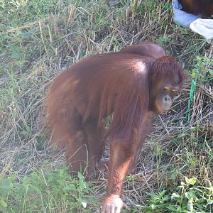 Asia - Bornean Orangutan