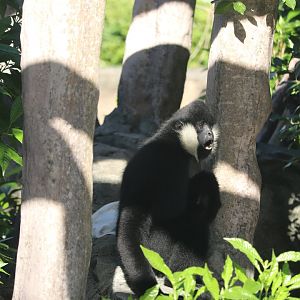 Zoo Miami - White-Cheeked Gibbon