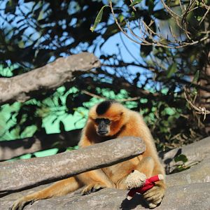 Zoo Miami - White-Cheeked Gibbon