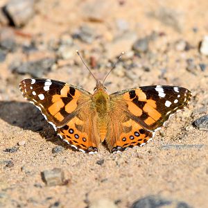 Australian Painted Lady