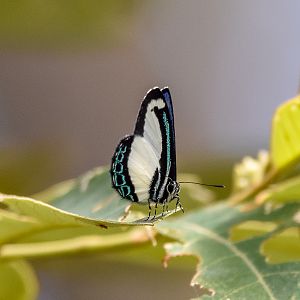 Small Green-banded Blue
