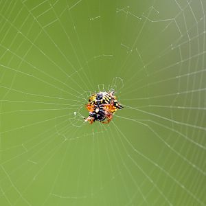 Christmas Jewel Spider