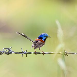 Variegated Fairywren