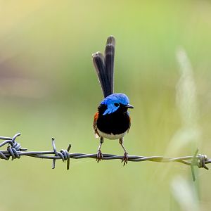 Variegated Fairywren