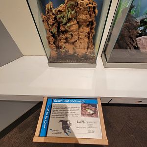 Cincinnati 5/22 - World of Insects, Anthropods, green-leaf cockroach, Panchlora nivea