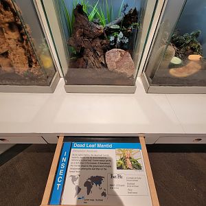 Cincinnati 5/22 - World of Insects, Anthropods, dead leaf mantid, Deroplatys dessicata