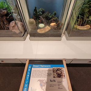 Cincinnati 5/22 - World of Insects, Anthropods, desert rainworm, Orthoporus sp.