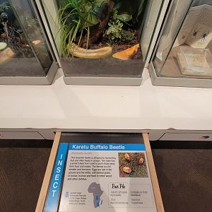 Cincinnati 5/22 - World of Insects, Anthropods, Karatu buffalo beatle, Eudicella smithi